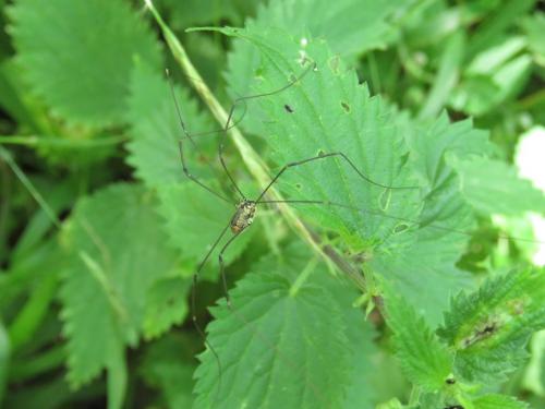 Leiobunum rotundum
